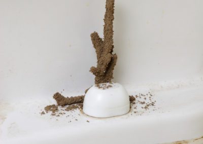 subterranean termite mud tubes