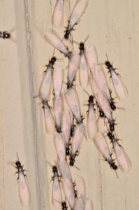 Termite Swarmers Pest Control Service in the Chicago and Rockford DMA