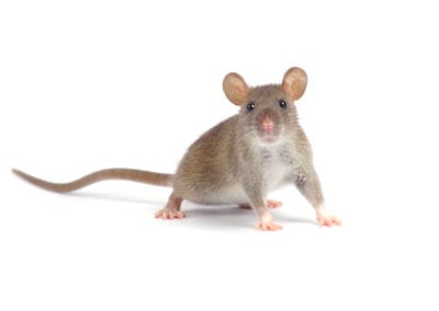 House Mouse
