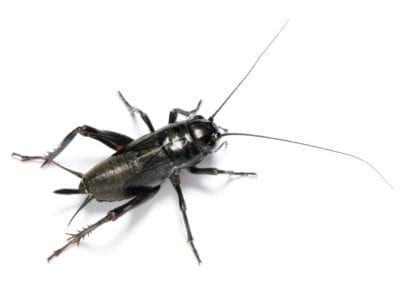 Cricket