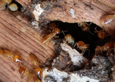 worker termites on wood