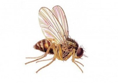 Fruit Fly