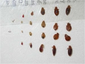 Various bed bugs in different life stages displayed on a white surface, ranging from tiny nymphs to larger adult bugs.