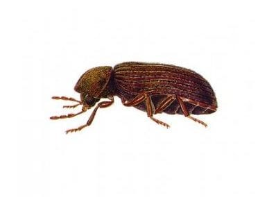 Cigarette Beetle