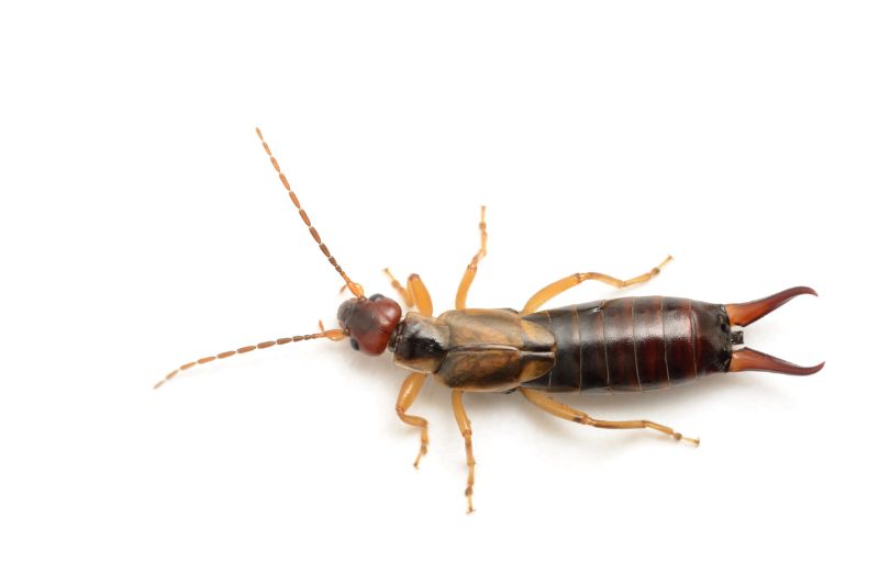 close up of earwig from Rose Pest Solutions close up of earwig from Rose Pest Solutions