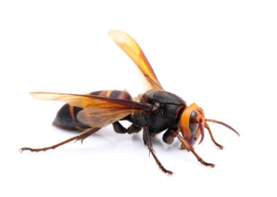 Cicada Killer Wasp