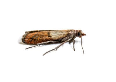 Indian Meal Moth