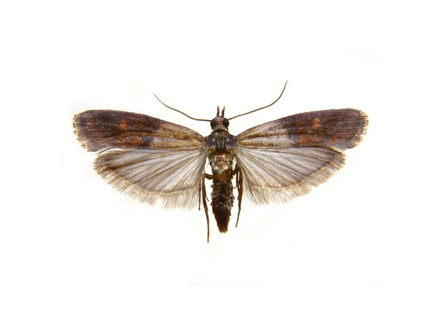 7 Pollinators That You Should Know