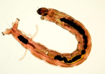 A close-up of Midge larvae under a microscope