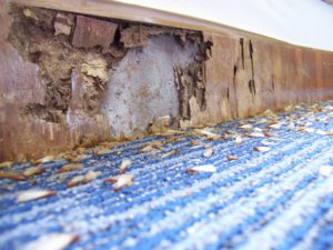 Close-up of damaged wooden skirting board with crumbling wood and termite debris on blue carpet below—a clear sign of spring pests to watch out for.