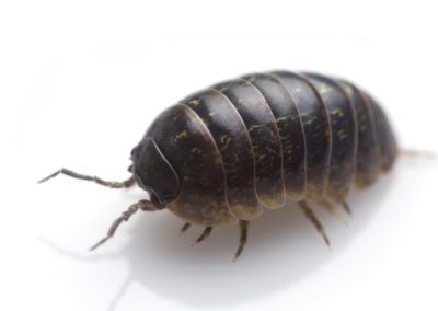 Wood Louse
