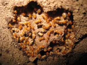 Subterranean Termites Pest Control Service in the Chicago and Rockford DMA
