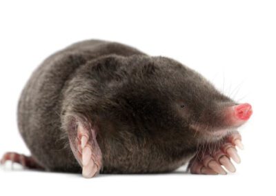 Mole