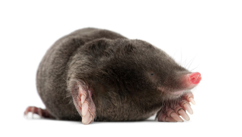 Mole Rat Mole rat featured in pest control services library