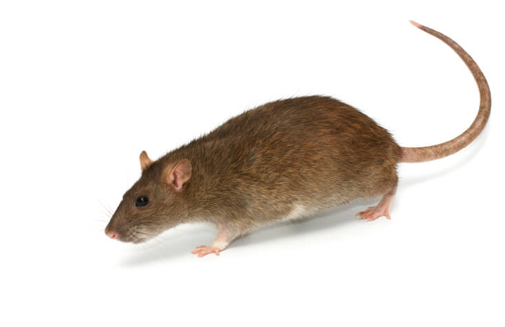 Norway Rat Norway rat featured in pest control services library