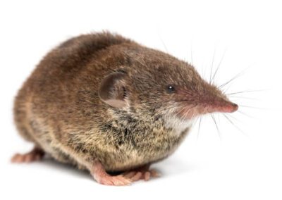 Shrew