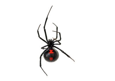 Black Widow pest control service is available in Chicago and Rockford, DMA
