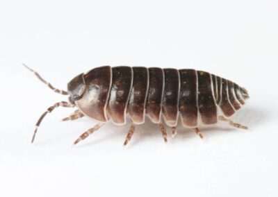 Pillbug woodlouse pest control service is available in Chicago and Rockford, DMA