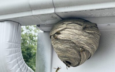 Stinging Insects and Their “Evil” Reputation