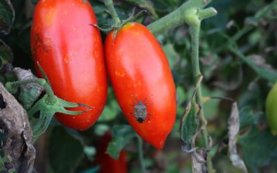 How to Get Rid of Stink Bugs (and Other Fall Invaders)