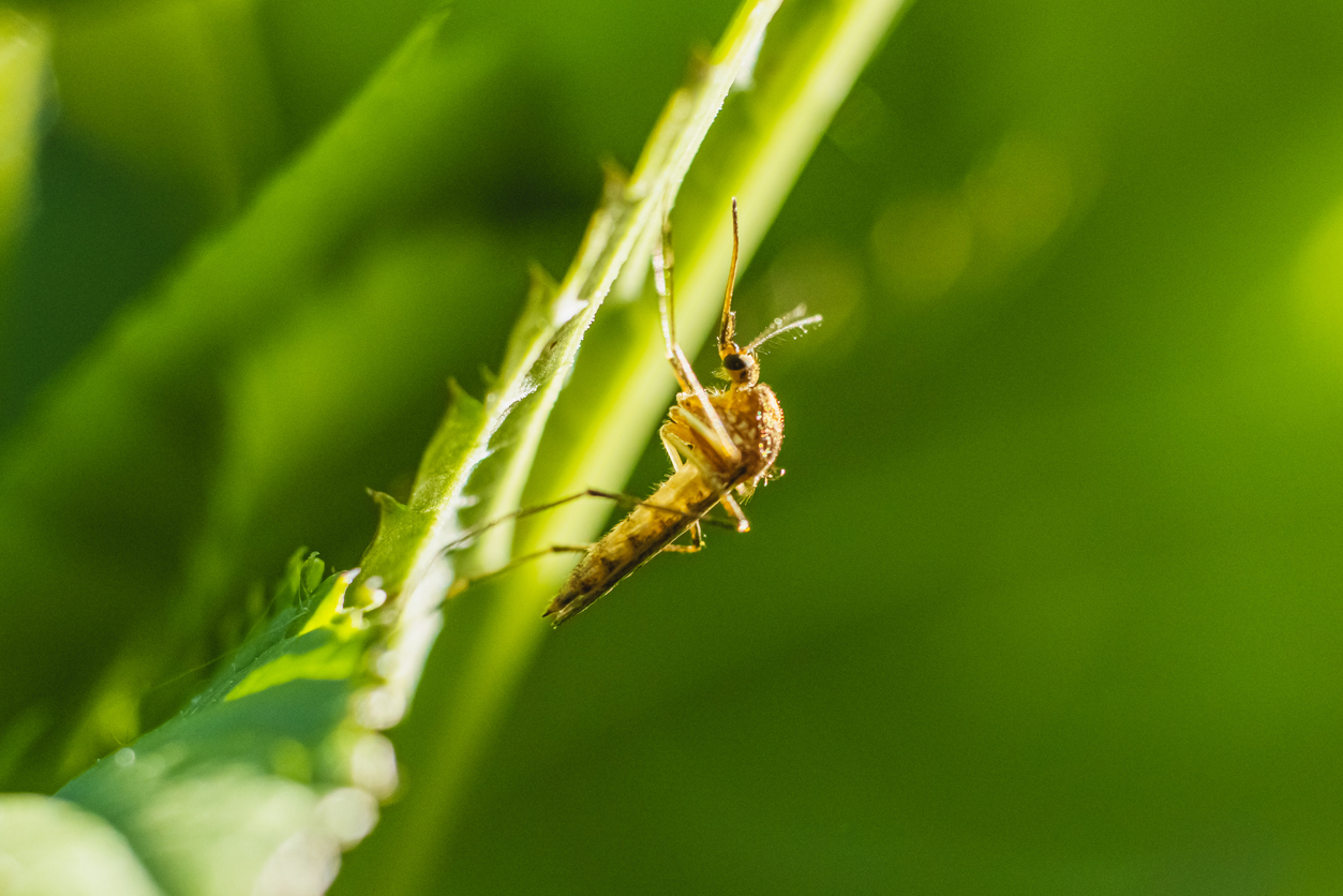 A close-up of a brown insect clinging to a green, thorny stem with a blurred background—an image that highlights the need for mosquito services in lush environments.